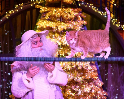 Новогодние приключения котов-чемпионов